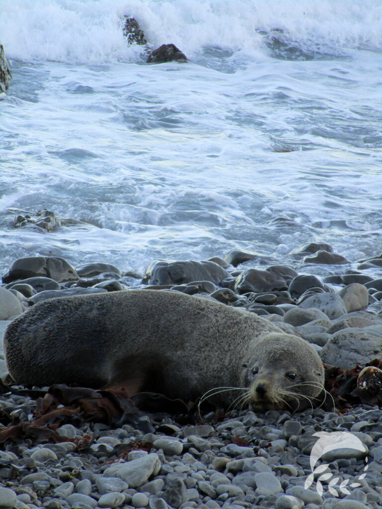 Kaikoura Robbe