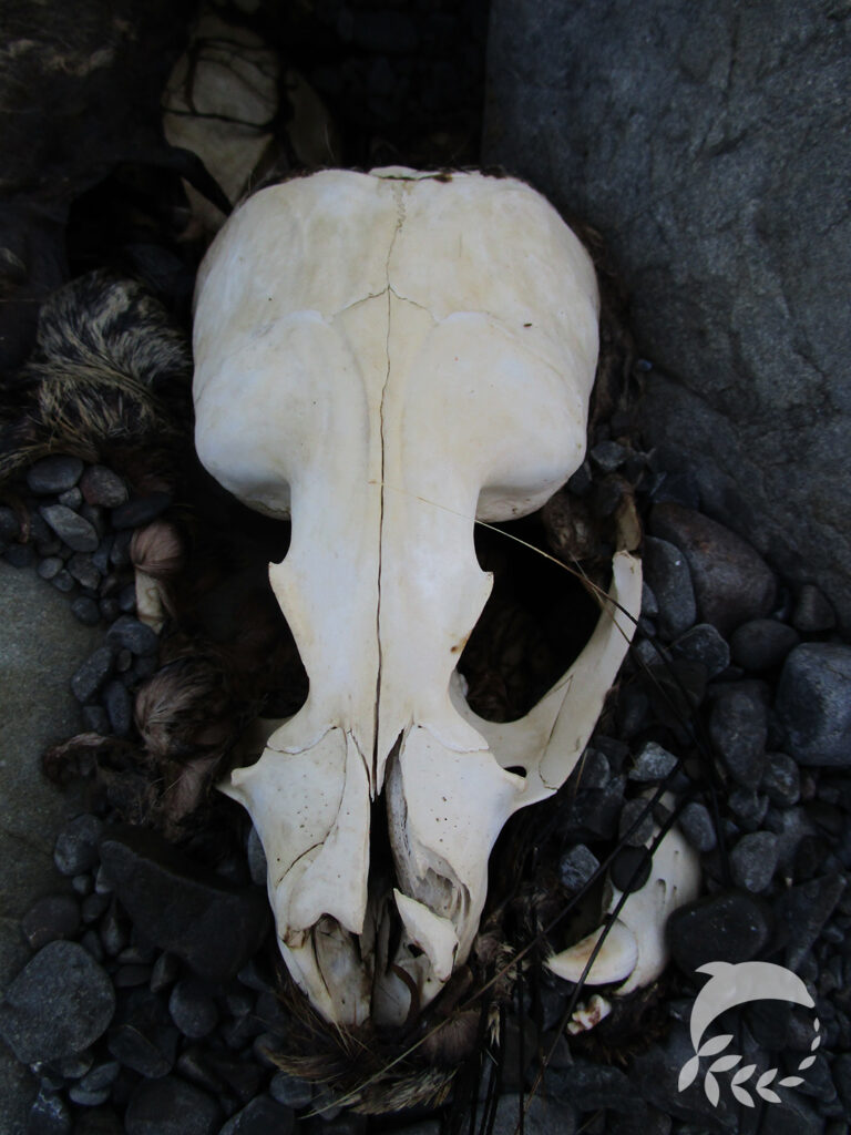 Kaikoura